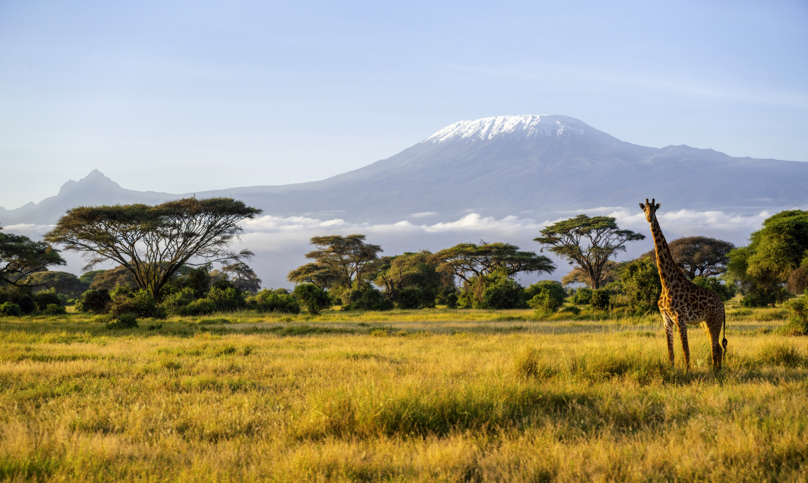 Intermodal Transportation from Kenya to Russia